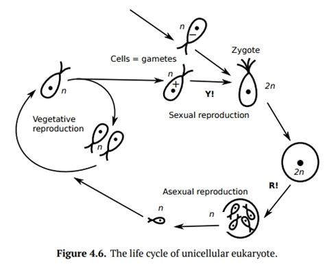  ズーノザミの秘密！単細胞生物にもかかわらず、複雑な生活環を繰り広げる驚異