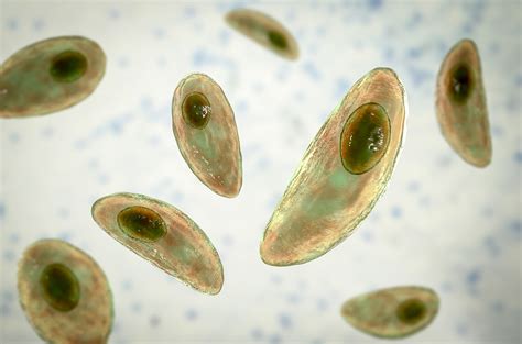  Toxoplasma gondii: 潜伏する宇宙人のような寄生虫、その意外な生態とは？