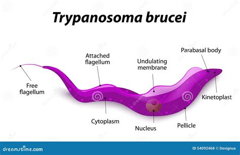  トリパノソーマ！鞭毛を持つ単細胞生物の世界を探求しよう