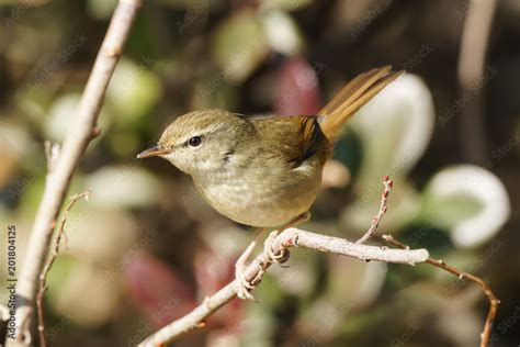  ウグイスは、その美しい歌声で知られ、春の到来を告げる鳥として親しまれている