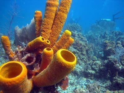  ゼブラスポンジ！色鮮やかな水中の模様と驚くべき再生能力を持つ、この謎の生き物についてもっと知りたい？